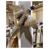 Mounted Pheasant, 20x26" tall