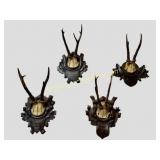 Black Forest Roe Deer Antler Trophies