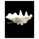 Giant Clam Shell