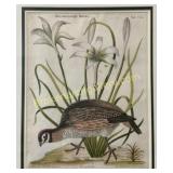 The American Partridge, after Seligmann