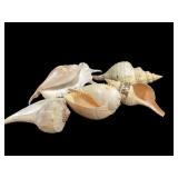 Decorative Sea Shells