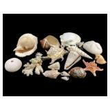 Collected Group Sea Shells