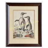 Black-Footed Penguin, after George Edwards