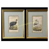 Pair Framed Antique Bird Engravings