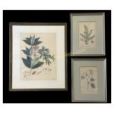 Botanical Watercolor & 2 Prints