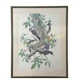 Red-Cockaded Woodpecker, Robin Hill