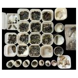 Shark Tooth Collection V