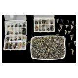 Shark Tooth Collection IV