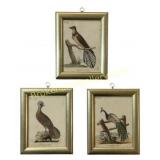 3 Bird Plates from A General History of Birds