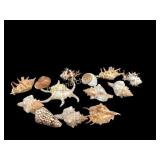 Collection of Assorted Sea Shells