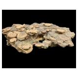 Dactylioceras Ammonite Cluster