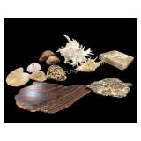 Group Found Fossils, Seashells