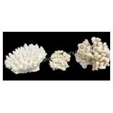 3 Found Coral Specimens