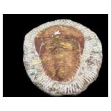 Trilobite Fossil