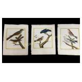 3 Francois Nicolas Martinet Bird Engravings