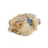 Taxidermy Blowfish (Pufferfish) Hanging Decor