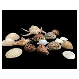 Collection of Sea Shells