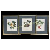3 Framed Fruit Prints