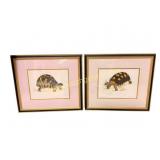 Natural history prints of tortoises,