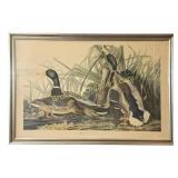 Mallard Ducks, after John James Audubon