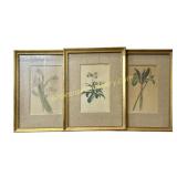19th Century Botanical Engravings