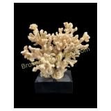 Coral Display