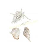 Four Sea Shells and Coral