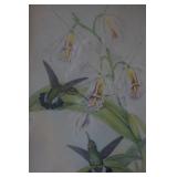 John Gould "Glaucis Fraseri"