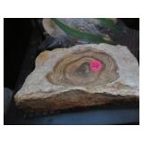 Polished petrified wood "bowl" or ashtray