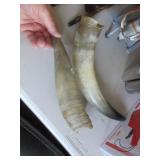 2 steer horns for crafting or powder horn making