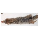 Coyote Pelt 50' Long