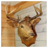 1944 tagged 8 Pt. Deer Head Mount, 25'x22'x28' T