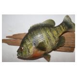 Bluegill Fish Wall Mount 12'x9.5'