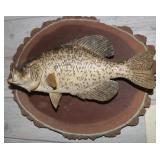 Crappie Wall Mount 16x13', Fish is 13' Long