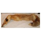 Fox Pelt, 50' Long