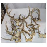 Box of Deer Antlers: