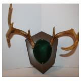 Deer Antler Wall Mount