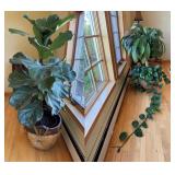 Pair of Houseplants
