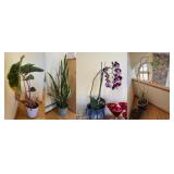 (4) Houseplants