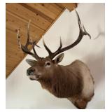 Elk Shoulder Mount Taxidermy