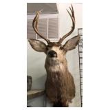 Deer Mount
