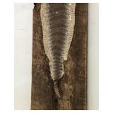 Wall Mounted Rattle Snake