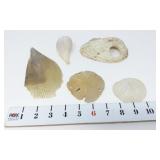 Sand Dollars & Shells