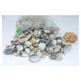 Sea Shells