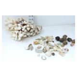 Cauliflower Coral & Collection of Shells & Coral