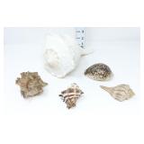 Large Conch Shell, Tiger, Whelk Shells