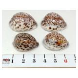 (4) Tiger Cowrie Seashells