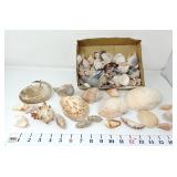 Shells