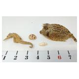 Horned Cowfish, Seahorse, Fingerprint Cyphoma, &
