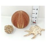 Sea Urchin & Spider Conch Shells & Desert Rose